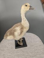 Jonge gans Taxidermie volledige montage - Anser anser, Verzamelen, Dierenverzamelingen, Nieuw