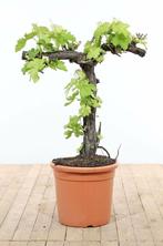 Wijnstok / Vitis Vinifera bonsai 80-100 cm, Tuin en Terras, Planten | Tuinplanten
