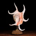 Opgezette Strombidae-schelpen: De kunst van de natuur, Nieuw