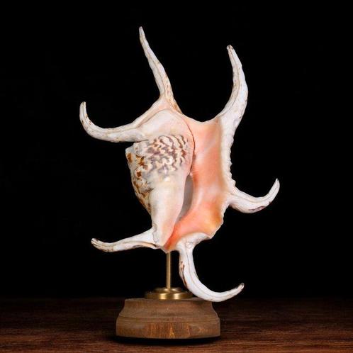 Opgezette Strombidae-schelpen: De kunst van de natuur, Verzamelen, Dierenverzamelingen