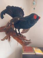 Ruigpoothoender Taxidermie wandmontage - Lyrurus tetrix - 50, Nieuw