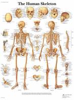 Anatomie poster skelet (Engels, gelamineerd, 50x67 cm) + ..., Verzenden, Nieuw