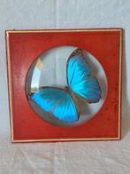 Vlinder Taxidermie volledige montage - Morpho peleides - 18, Antiek en Kunst