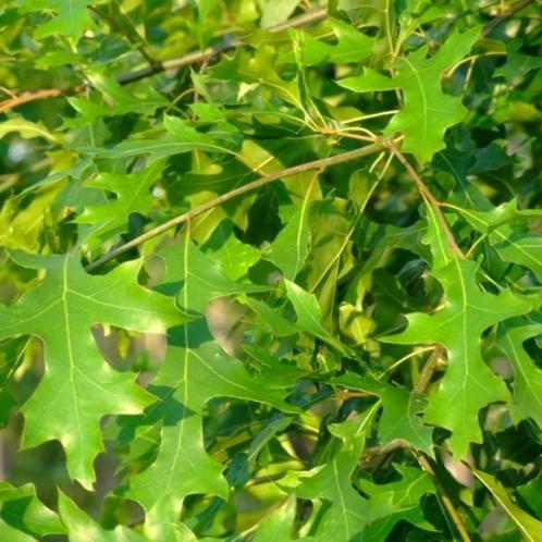 Lei-moeraseik - Quercus Palustris - Omtrek: 6-10 cm | Hoogte, Tuin en Terras, Planten | Bomen, Ophalen of Verzenden