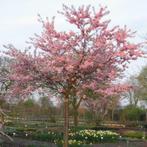 Sierkers boom | Prunus roze sierkers | Japanse sierkers