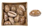 Cypraea Tigris naturel - Tijgerschelp doosje 10 stuks, Ophalen of Verzenden, Nieuw