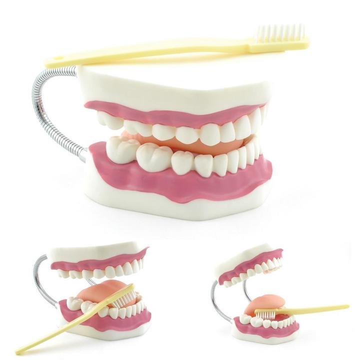 Anatomie model gebit poetssimulator (16x16x12 cm), Sport en Fitness, Massageproducten