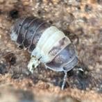 Isopod Cubaris spec. “Panda King”, Dieren en Toebehoren, Insecten en Spinnen