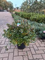 Azalea Japonica Excelsior, Tuin en Terras, Planten | Bomen, Ophalen
