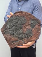 Crinoide - Gefossiliseerd dier, Verzamelen