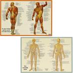 Anatomie poster spieren en skelet (Nederlands, gelamineer..., Verzenden, Nieuw