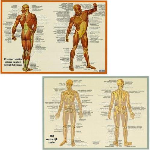 Anatomie poster spieren en skelet (Nederlands, gelamineer..., Sport en Fitness, Overige Sport en Fitness, Verzenden