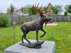 Beeld, Bronze Lifelike Moose - Amazing Details - 29 cm -, Antiek en Kunst