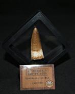 Spinosaurus - Fossiele tand - Spinosaurus aegyptiacus