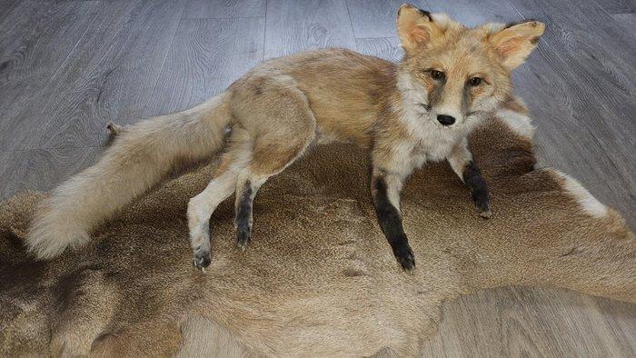 Vos Taxidermie volledige montage - Vulpes vulpes - 35 cm -, Verzamelen, Dierenverzamelingen
