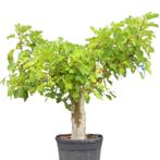Vijgenboom - Ficus Carica Brown Turkey - oude stam - Omtre, Tuin en Terras, Planten | Bomen, Ophalen of Verzenden