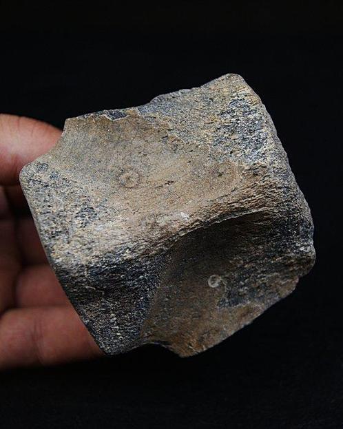 Walvis - Fossiel wervelbot - Balaenoptera acutorostrata, Verzamelen, Mineralen en Fossielen