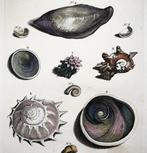 Maria Sibylla Merian; Georg Eberhard Rumphius - Exotic Sea, Antiek en Kunst