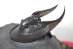 Trilobiet - Gefossiliseerd dier - Harpes perradiatus - mani