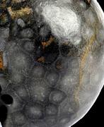 Fossiele versteende koralen ontstaan uit koraalpoliepen uit, Verzamelen, Mineralen en Fossielen