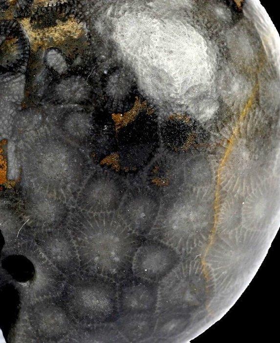 Fossiele versteende koralen ontstaan uit koraalpoliepen uit, Verzamelen, Mineralen en Fossielen