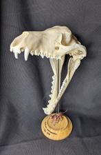 Thylacine Schedel - (Thylacinus cynocephalus) - Museum Grade