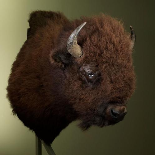 Bizon Taxidermie Opgezette Dieren By Max, Verzamelen, Dierenverzamelingen, Opgezet dier, Nieuw, Wild dier, Ophalen of Verzenden
