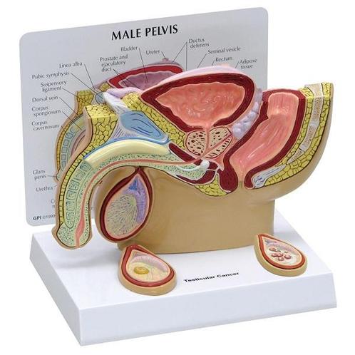Anatomie model bekken man met testikels, doorsnede, Sport en Fitness, Overige Sport en Fitness, Nieuw, Verzenden