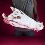 Siamese krokodil Schedel - Crocodylus siamensis (with farm, Nieuw