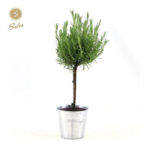 Lavandula St. Anouk - Zinc Old-Look, Tuin en Terras, Planten | Tuinplanten, Verzenden