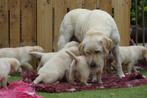 Blonde Labrador Pups - Kies zorgvuldig / Kies met Stamboom., Dieren en Toebehoren, Honden | Retrievers, Spaniëls en Waterhonden