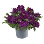 Verbena - Paars / Hangpot 14cm, Ophalen of Verzenden