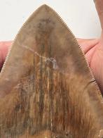 Gigantische megalodon tand 13,5 cm - Fossiele tand -