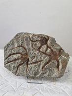 Zeester - Gefossiliseerd dier - 20 cm - 14 cm (Zonder