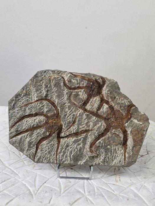 Zeester - Gefossiliseerd dier - 20 cm - 14 cm (Zonder, Verzamelen, Mineralen en Fossielen