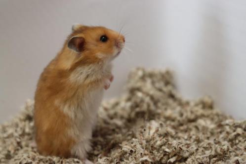 afbreken koud Vergelijken ≥ Lieve handtamme Goudhamsters / Syrische hamsters ! — Knaagdieren —  Marktplaats