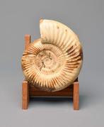 Ammoniet - Gefossiliseerd dier - Kranaosphinctes sp. - 19 cm, Verzamelen, Mineralen en Fossielen