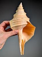 Mooi Nep-Trompet Zeeschelp - Syrinx aruanus (Zonder, Nieuw