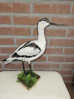 Kluut Taxidermie volledige montage - Recurvirostra avosetta, Verzamelen, Dierenverzamelingen, Nieuw