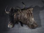 Blue Wildebeest Head-mount - Schedel - Connochaetes taurinus, Verzamelen, Dierenverzamelingen, Nieuw