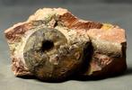 Een zeldzame ammoniet op steen - uitstekende bewaring -, Verzamelen, Mineralen en Fossielen