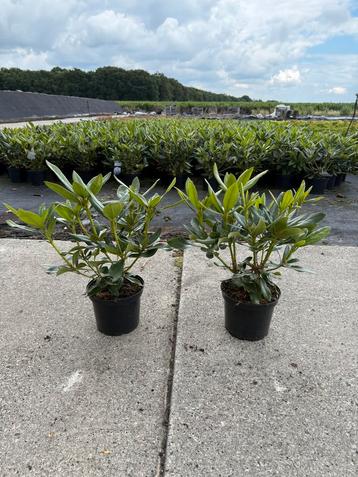NU LEVERBAAR!! Rhododendron Cunninghams White beschikbaar voor biedingen