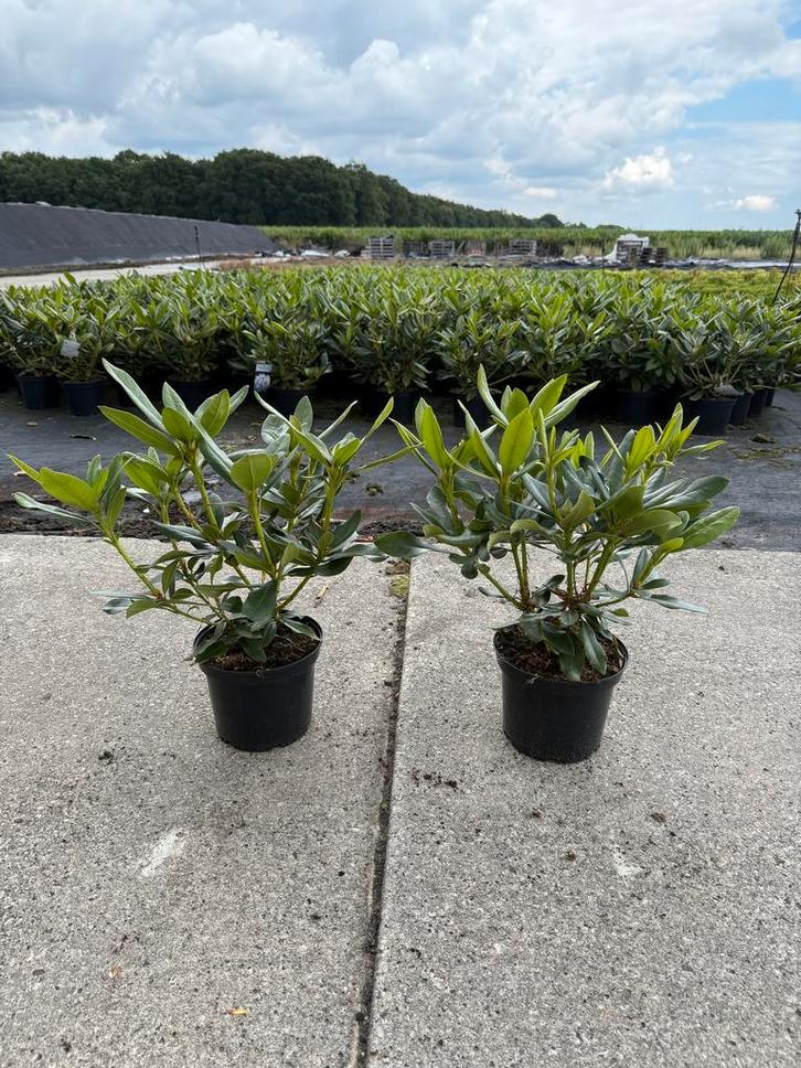 NU LEVERBAAR!! Rhododendron Cunninghams White, Tuin en Terras, Planten | Tuinplanten, Ophalen of Verzenden