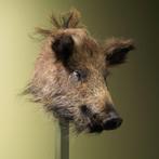 Wild Zwijn Klein Taxidermie Opgezette Dieren By Max, Ophalen of Verzenden, Nieuw, Wild dier, Opgezet dier