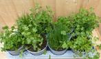 Kruidenmix bak eenjarige planten 8 potjes in tray - Warentui, Verzenden