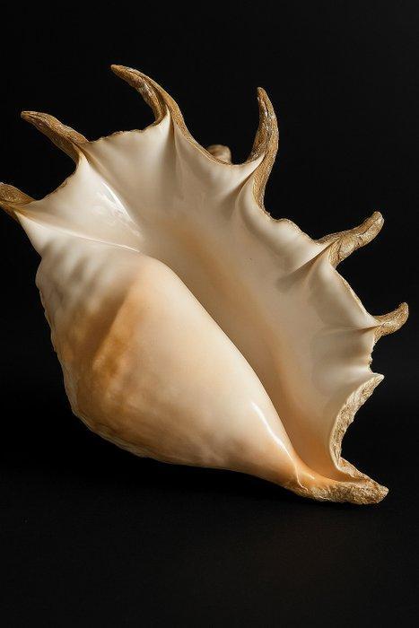 Gastropode Zeeschelp - Lambis truncata (Zonder Minimumprijs), Antiek en Kunst, Curiosa en Brocante