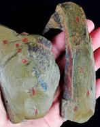 Buitengewoon oorspronkelijk geleedpotige - Setapedites!!! -