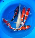 Hirasawa Marusei 45-55cm (Japanse Koi), Dieren en Toebehoren, Vissen | Vijvervissen, Karper of Koi