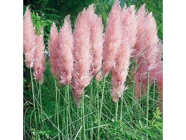 Veiling - 18x Pampas grassen roze, Tuin en Terras, Gras en Kunstgras, Nieuw