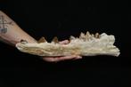Vroege walvis - Basilosaurid - Gefossiliseerde kaak -